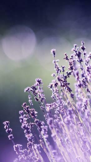 Floral iPhone Plus Wallpaper For A Sunny Spring Preppy