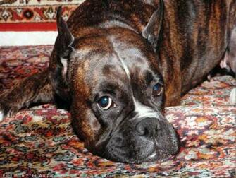 The Boxer Dog Desktop Wallpaper Pictures Online For Computer