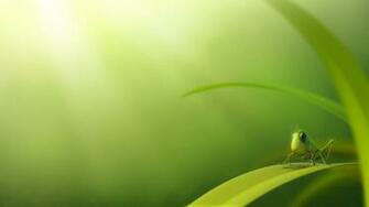 Insects Background Wallpaper