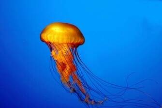 Jellyfish HD Desktop Wallpaper Stock Photos