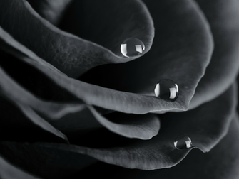 Black And White Rose Water Drops Wallpaper Conservatives Twilight