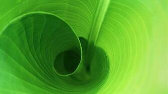 Curling Leaf Wallpaper HD