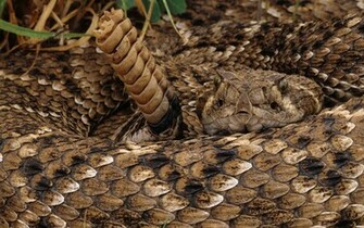 Rattlesnake Wallpaper Jpg