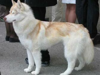 File Siberian Husky Red Jpg Wikipedia The Encyclopedia