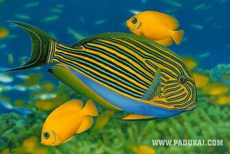 Colorful Fish Underwater