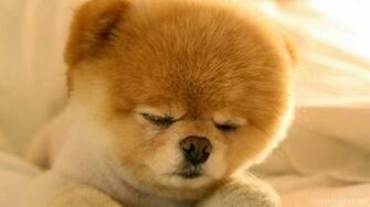 Pomeranian Wallpaper Cute