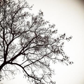 Tree Silhouette By Tonydicks For Your