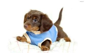 Funny Puppies White Background Dachshund Wallpaper