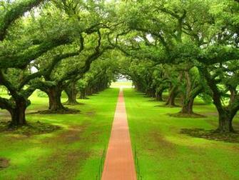 Beautiful Nature Wallpaper Green