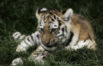 Animals Tigers Wallpaper And Image