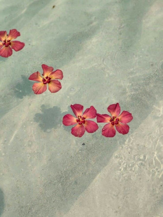 Verano X Kinis Wallpaper
