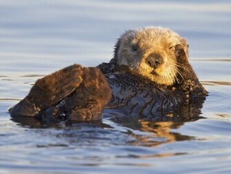 California Sea Otter Monterey Bay Marine Sanctuary