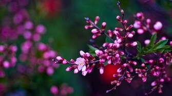 Flowers Wallpaper HD Pictures One Background