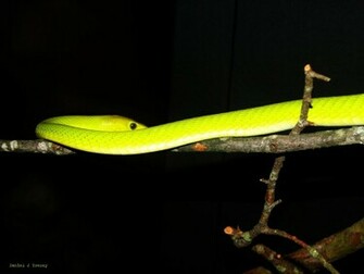 Neon Green Snake Wallpaper