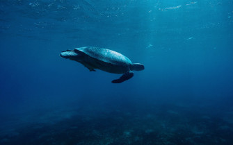Turtle Underwater 4k HD Wallpaper Image
