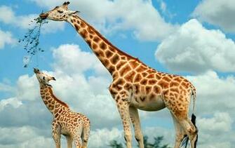 Giraffe Wallpaper For Desktop In HD