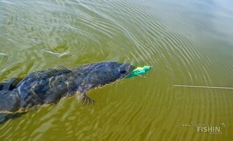 Rapala Fishing Wallpaper How Do Fish Respond To Sound