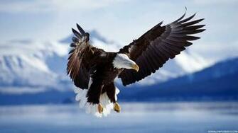 Eagle Wallpaper HD Background