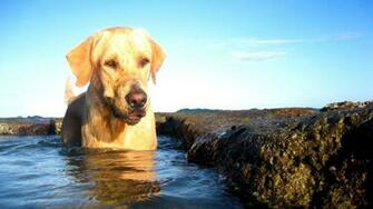 Dog Bathing On The Beach Widescreen Wallpaper