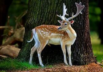 HD Animal Wallpaper Beautiful Animals