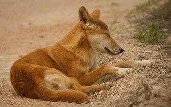 Dingo Computer Wallpaper Desktop Background