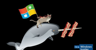 Ninjacat Narhwal C Png