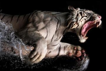 White Bengal Tiger Underwater Photo