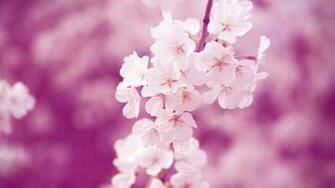 Cherry Blossoms Wallpaper Photos Kate Net Created
