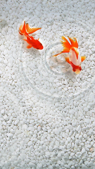 iPhone Fish Wallpaper