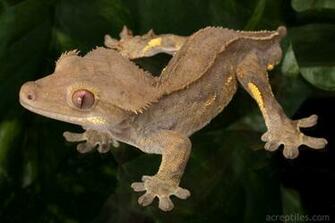 Crested Gecko Available In Different Size Ranging From