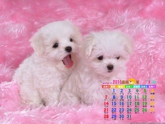 Dogs Cute Wallpaper Full HD