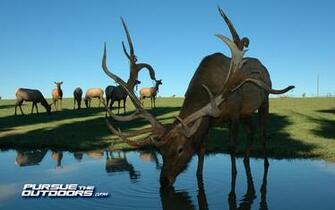 Elk Wallpaper