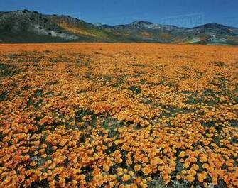 Usa California Flowerbed With Mountain In Background At Antelope