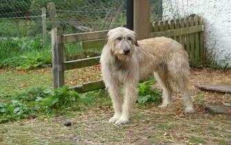 Irish Wolfhound Dog Wallpaper Image Of