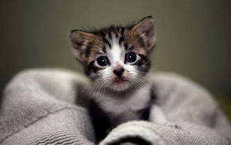 Cute Kitten Wallpaper The Desktop