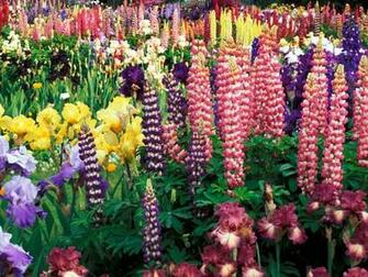 Colorful Flower Garden Flowers Photography Desktop Wallpaper
