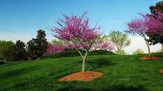 Redbud Trees In Bloom Wallpaper Photo Kate Net Created