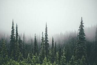 Pine Trees Forest Wallpaper Tree Computer