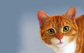 Cat HD Wallpaper Background Image Id