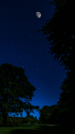 Wallpaper Night Stars Moon Trees Dark
