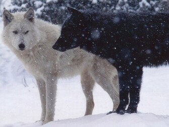 Wolf And Black Wallpaper
