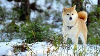 Snow Dogs Cool Forest Wallpaper HD Desktop And Mobile Background