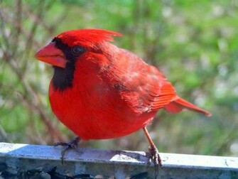 Stylist North American Male Cardinal Birds Wallpaper