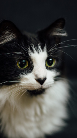White And Black Cat iPhone Wallpaper Idrop News