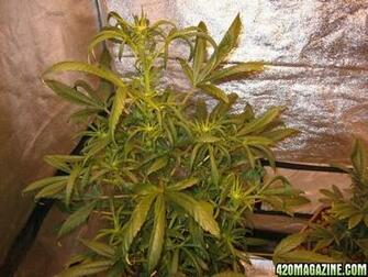 Og Kush X Sour Diesel Image Search Results
