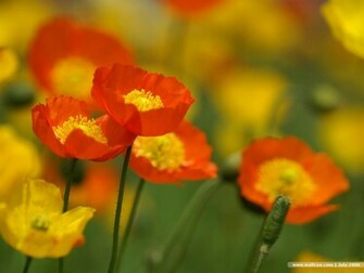 Poppy Flowers Field Garden Wallpaper
