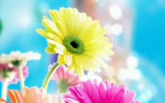Glamorous Flowers Wallpaper HD