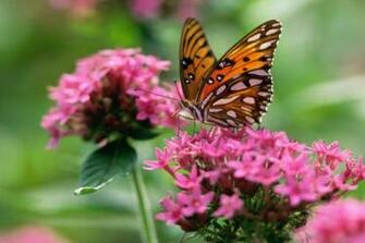Beautiful Butterfly Wallpaper Sf
