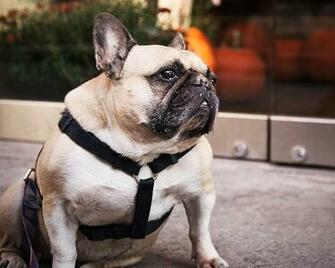 French Bulldogs Wallpaper Android Apps On Google Play