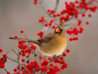 Wallpaper Beautiful Bird Flying Desktop